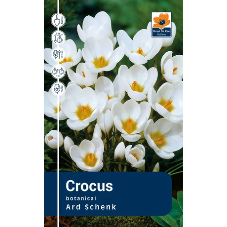 Vh Rackbox Crocus Botanical Ard Schenk 250db/cs 5/+