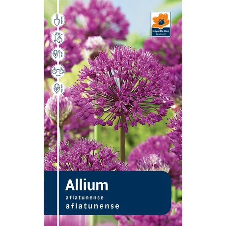 Vh Rackbox Allium Aflatunense 100db/cs 12/+