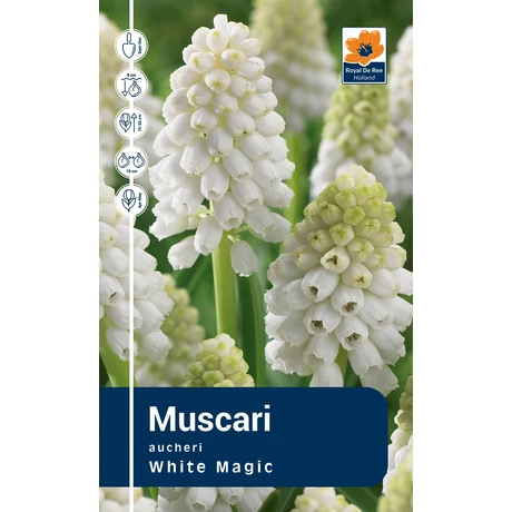 Vh Rackbox Muscari Aucheri White Magic 250db/cs 6/+