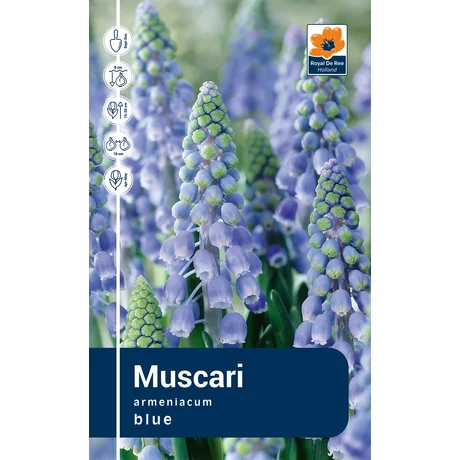 Vh Rackbox Muscari Armeniacum 250db/cs 7/8