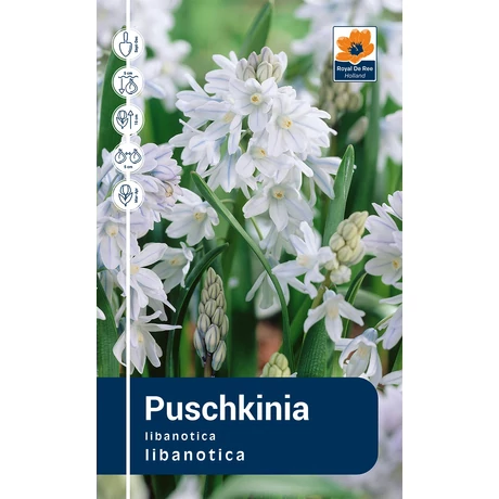 Vh Rackbox  Puschkinia Libanotica 250db/cs 5/+