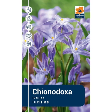 Vh Rackbox  Chionodoxa Luciliae 250db/cs 5/+