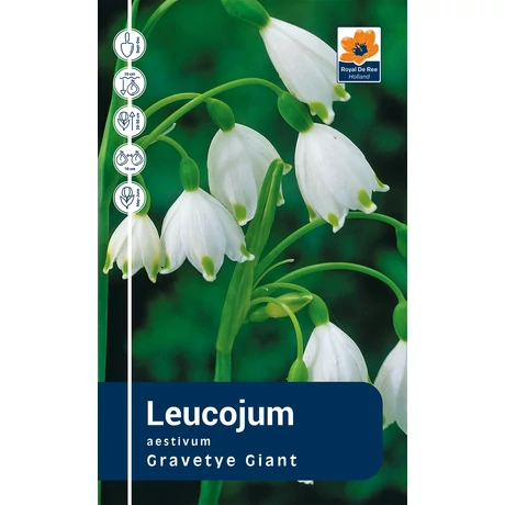 Vh Rackbox  Leucojum Gravetye Giant 125db/cs 10/12