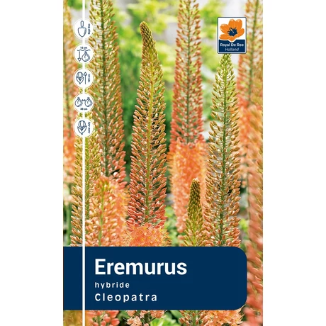 Vh Rackbox  Eremurus Cleopatra 25db/cs I