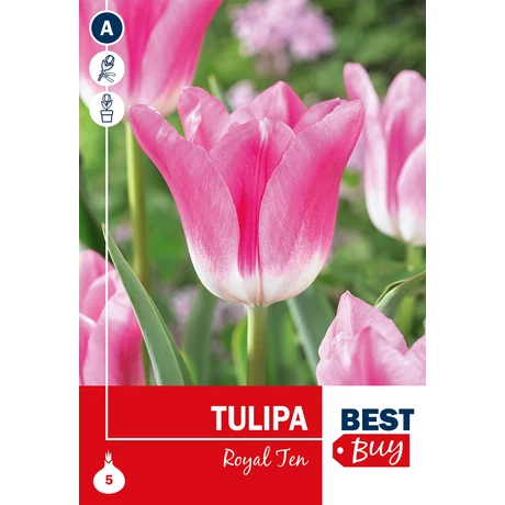 Vh 16132 Tulipa Triumph Royal Ten 5db/cs 10/11