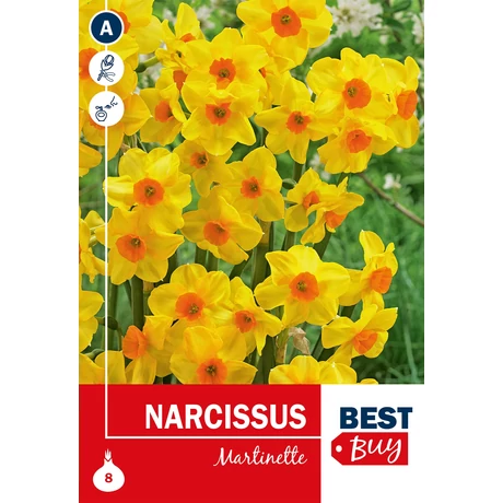 Vh 16134 Narcissus Tazetta Martinette 8db/cs 8/10