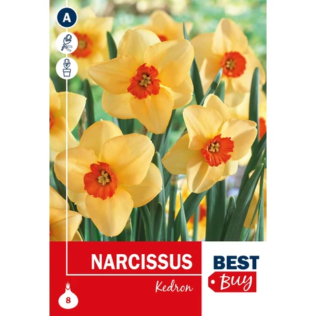 Vh 16135 Narcissus Small cupped Kedron 8db/cs 8/10