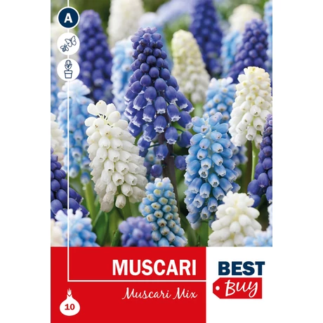 Vh 16136  Muscari Mix 10db/cs 6/7