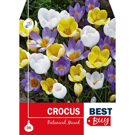 Vh 8701  Crocus Botanical Mixed 35db/cs 5/7