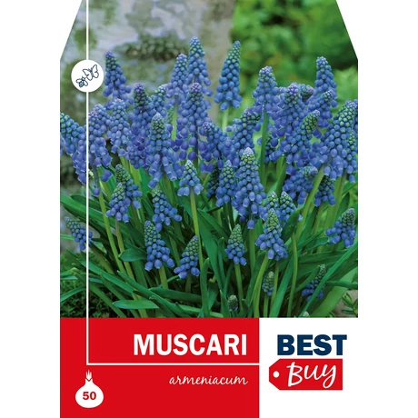 Vh 8703  Muscari armeniacum  50db/cs 7/8