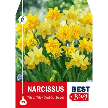 Vh 8705  Narcissus Tete a Tete (Double) Mixed 25db/cs 8/10