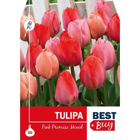 Vh 8707  Tulipa Pink Promise Mixed 20db/cs 10/11