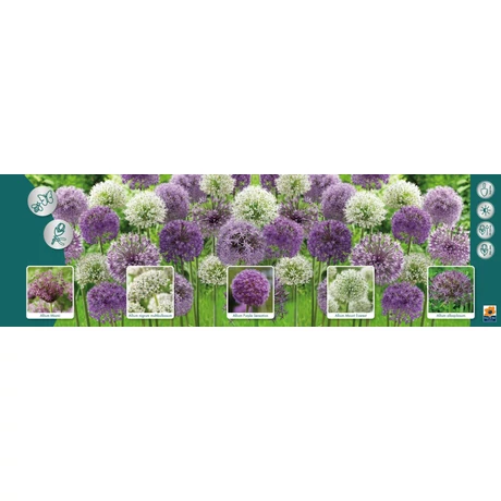 Vh Allium Gyűjtő 01 5x40db 12/14