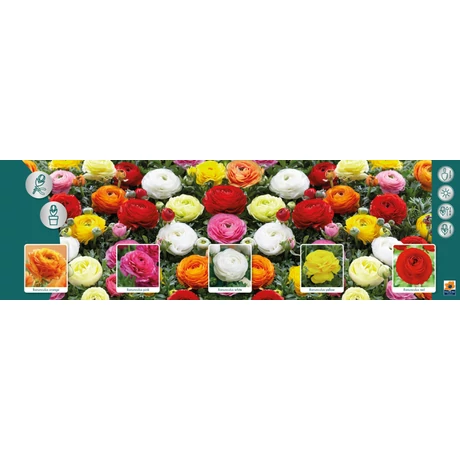 Vh Ranunculus gyűjtő 01 5x100db 8+