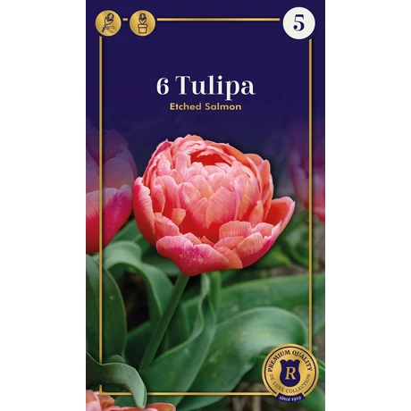 Vh 16550 Tulipa Supreme Double Early Etched Salmon 6db/cs 12/+