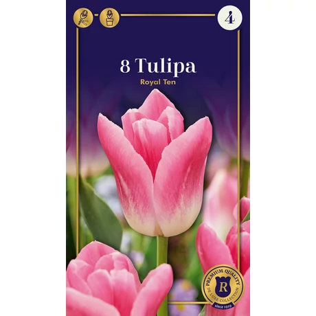 Vh 16551 Tulipa Supreme Triumph Royal Ten 8db/cs 12/+