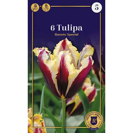 Vh 16559 Tulipa Supreme Fringed (Crispa) Gavota Special 6db/cs 12/+