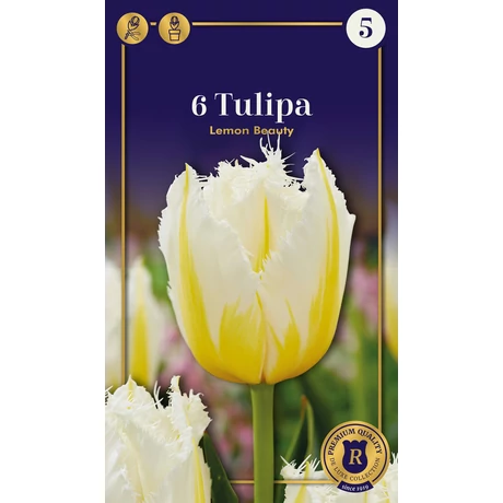 Vh 16560 Tulipa Supreme Fringed (Crispa) Lemon Beauty 6db/cs 12/+