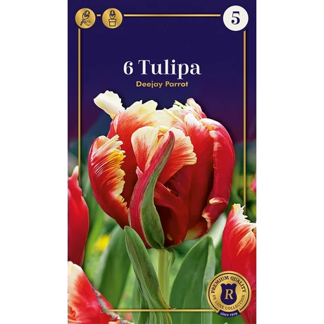 Vh 16595 Tulipa Supreme Parrot Dee Jay 6db/cs 12/+