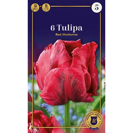 Vh 16596 Tulipa Supreme Parrot Red Madonna 6db/cs 12/+