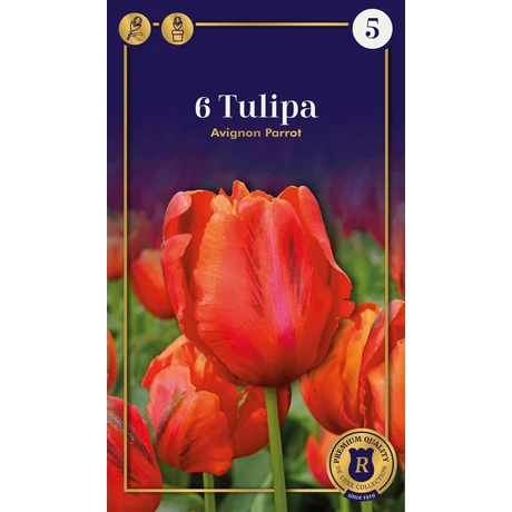 Vh 16558 Tulipa Supreme Parrot Avignon 6db/cs 12/+