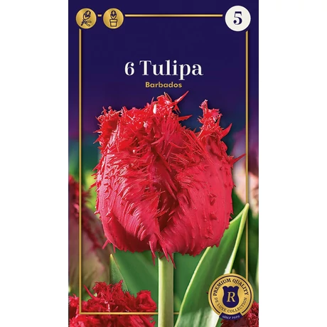 Vh 16648 Tulipa Supreme Fringed (Crispa) Barbados 6db/cs 12/+