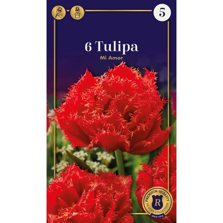 Vh 16561 Tulipa Supreme Double Fringed (Crispa) Mi amor 6db/cs 12/+