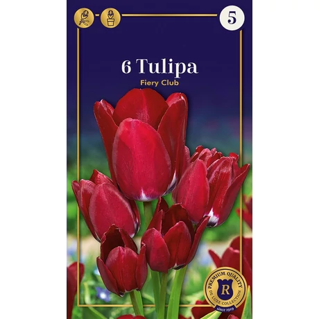 Vh 16921 Tulipa Supreme Multi Flowering Fiery Club 6db/cs 12/+