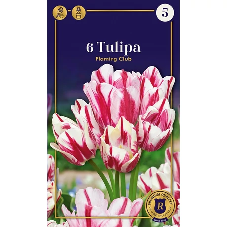 Vh 16604 Tulipa Supreme Multi Flowering Flaming Club 6db/cs 12/+