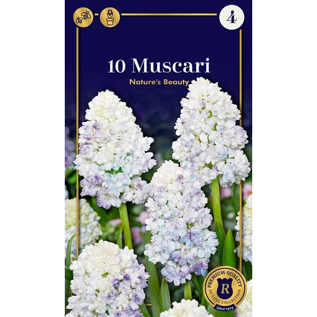 Vh 16950 Muscari Supreme Muscari Nature's Beauty 10db/cs 7/8