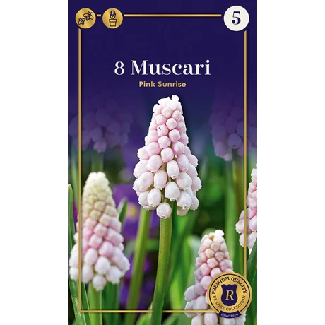 Vh 16611 Muscari Supreme Muscari Muscari Pink Sunrise 8db/cs 5+