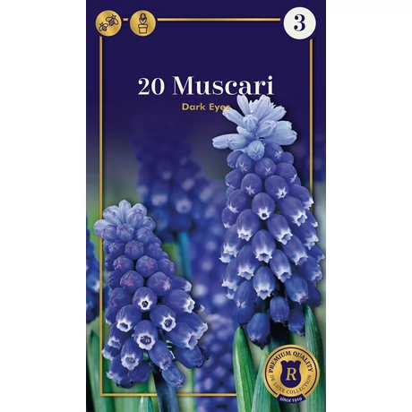 Vh 16574 Muscari Supreme Muscari Muscari Muscari Dark Eyes 20db/cs 5+