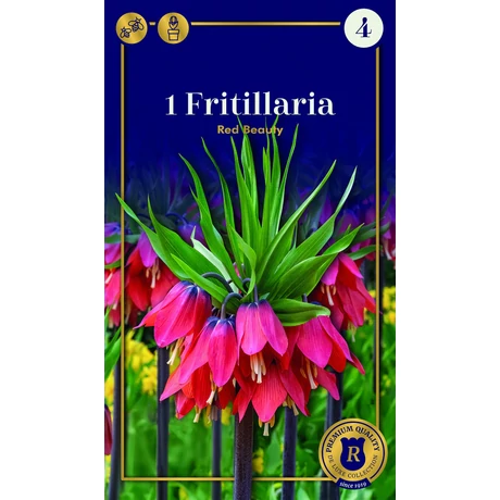 Vh 16576 Fritillaria Red Beauty 1db/cs 20/24