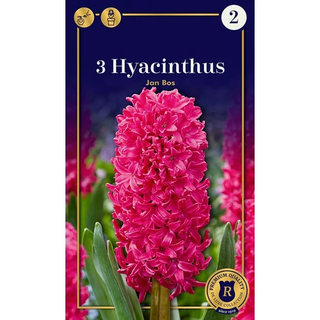 Vh 16933 Hyacinthus Supreme Jan Bos 3db/cs 18/19
