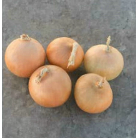 Dughagyma Allium cepa Radar 10-21mm 50dkg/cs