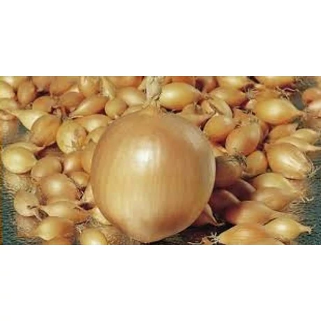 Dughagyma Allium cepa Troy 10-21mm 50dkg/cs