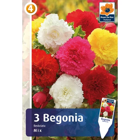 Vh08371 Begónia Fimbriata Mix 3db/cs