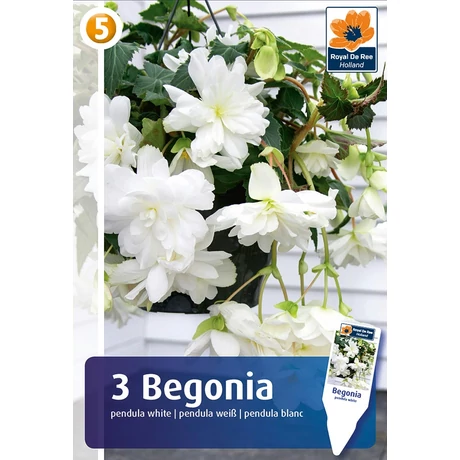 Vh08380 Begonia Pendula White 3db/cs