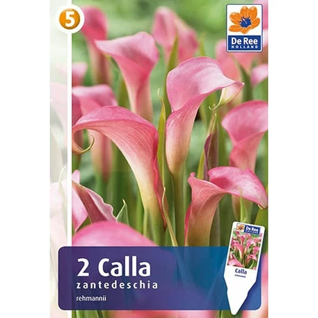 Vh08388 Calla Pink (Rehmanii)