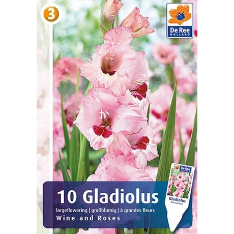 Vh08334 Gladiolus Largeflowering Wine and Roses