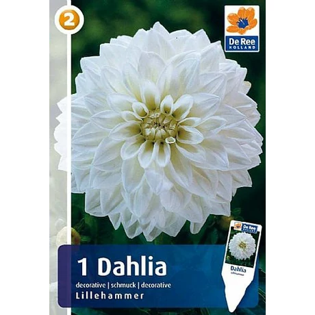 Vh08210 Dahlia Decorative Lillehammer 1db/cs