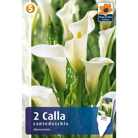 Vh08384 Calla White (Albomaculata)