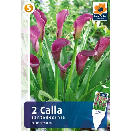 Vh08386 Calla Purple Sensation 2db/cs
