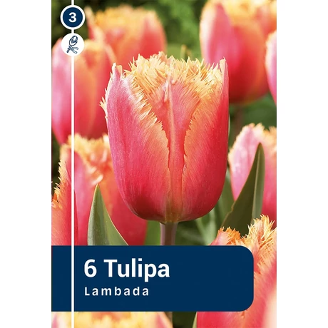 Vh 16273 Tulipa Crispa Lambada 6db/cs 11/12