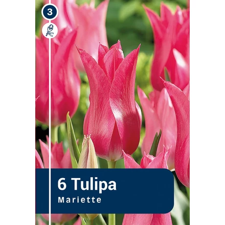 Vh 16278 Tulipa Lilyflowering Mariette 6db/cs 11/12
