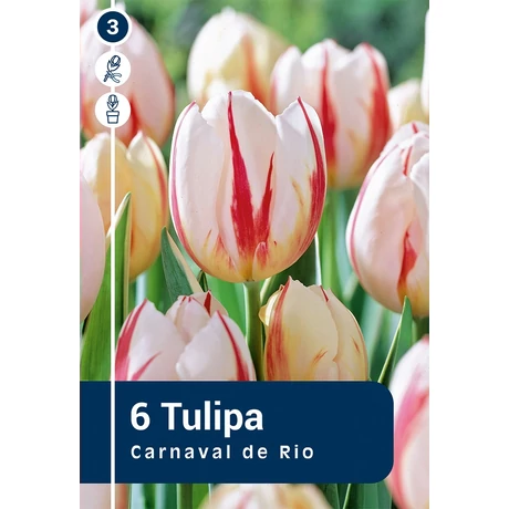Vh 16240 Tulipa rembrandt Carnaval De Rio 6db/cs 11/12