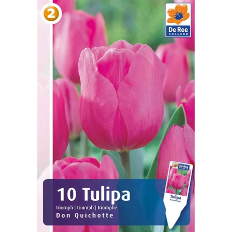 Vh16804 Tulipán Triumph  Don Quichotte 10db/csom