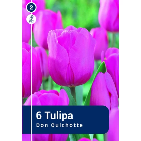 Vh 16804 Tulipa Triumph Don Quichotte 6db/cs 11/12