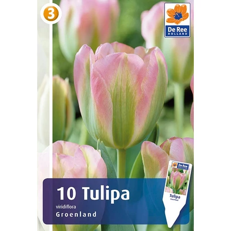 Vh16284 Tulipán Viridiflora Groenland 10db/csom
