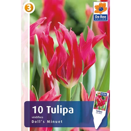 Vh16283 Tulipán Viridiflora Doll's Minuet 10db/csom